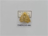 藏品(尺蠖蛾科)的圖片